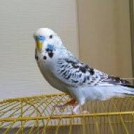 Ayirma Taktigi Kuslar Birbirini Gormelimi Gormemelimi Muhabbet Kusu Forumu Muhabbetkusu Com Tr