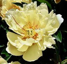 We did not find results for: Hd Wallpaper Yellow Peony Flower Bloom Blossom Bright Petals Colorful Wallpaper Flare