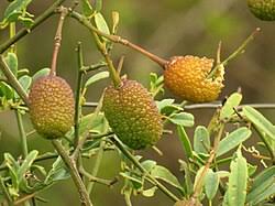 Image result for Maerua nervosa