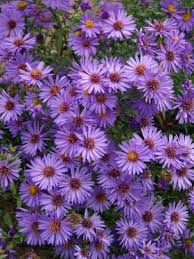 Aster Wood S Purple Bluestone Perennials Full Sun Perennial Flowers Flowers Perennials Full Sun Perennials