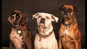 Our puppies are raised in our home and are handled daily by all members of our family. Help Foster Dogs And Cats Saves From Hurricane Laura Wtol Com