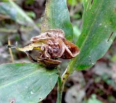 Image result for Commelina albescens