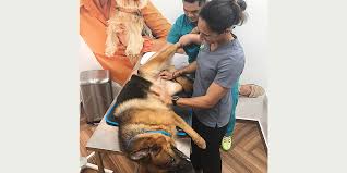 Your answers will help us determine which vaccinations and tests are right for your pet. No 1 Veterinary Clinic In Dubai Top Vet Hospital Pets Health