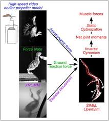 Frontiers Building A Bird Musculoskeletal Modeling And Simulation Of Wing Assisted Incline Running During Avian Ontogeny Bioengineering And Biotechnology