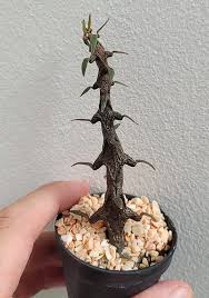 Image result for Ceropegia aloicola