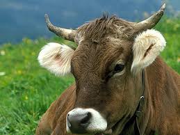 Popular points of interest near the accommodation include hofbräuhaus, viktualienmarkt and bavarian state opera. Vitaltron Mehr Qualititat Fur Mensch Und Tier