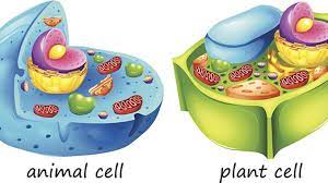A plant cell has a cell wall. Differences Between Animal Cells And Plant Cells Online Science Notes