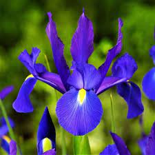 Dutch Iris Telstar 10 Bulbs Dutch Iris Blue Iris Flowers Iris Flowers