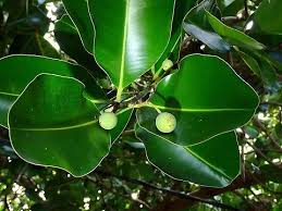 Image result for Calophyllum