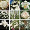 Possiede foglie screziate di bianco e di rosa e fiori blu violaceo. Https Encrypted Tbn0 Gstatic Com Images Q Tbn And9gctazynydoaquel4fb25cewd3 Hanixajotcenjvmiqbr0ic Tab Usqp Cau