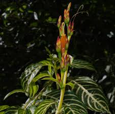 Image result for Sanchezia parvibracteata