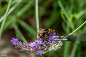 Image result for Bombus ruderatus