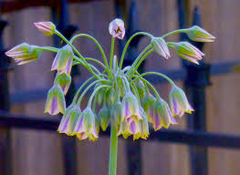 Image result for Nectaropetalum