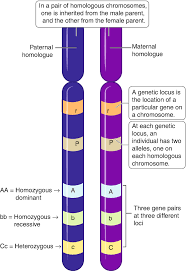 (homozygous) (homozygous) (heterozygous) (heterozygous) pp pp pp pp 1 2 alleles are different versions of the same gene p p. Genetics And Family History Springerlink