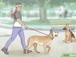How To Increase Platelet Count In Dogs 15 Steps With Pictures