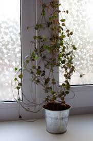 Image result for Erica woodii