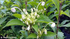 Image result for Clerodendrum rotundifolium