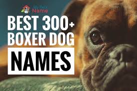 Remember, be creative, look around you, and you'll find the perfect name that's just right for your dog. The Best 300 Boxer Dog Names Male Female Puppy Popular Funny My Pet S Name
