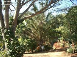 Image result for Raphia australis