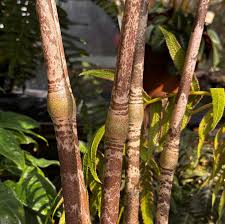 Image result for Gonatopus