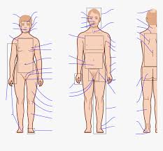 The bones of the skeletal system act as attachment points for the skeletal muscles of the body. Transparent Human Anatomy Clipart Human Body Anatomy Blank Hd Png Download Transparent Png Image Pngitem