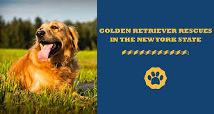 We did not find results for: Best Golden Retriever Rescues In The New York State