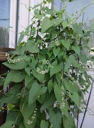Image result for Fallopia convolvulus