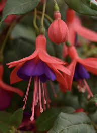 Red And Violet Fuchsia Fuchsia Is A Showstopper In Part To Full Shade Conditions With Its Da Multi Colored Flowers Purple Color Combinations Plant Combinations