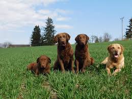 Image result for chesapeake bay retrívr