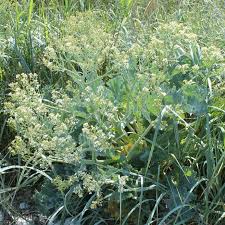 Image result for Crambe
