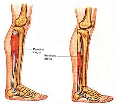 Weak Inner Thighs Calf Anatomy Lower Limb Inner Thigh