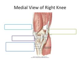 The knee is one of the most complicated joints in the body. Biomechanics Of The Knee Ppt Video Online Download