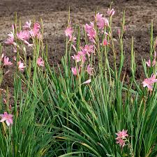 Image result for Hesperantha