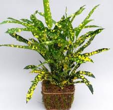 Here are some of the better choices that deer will tend to ignore. Foliage Green Plants Plants Shade Plants House Plants