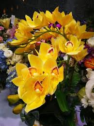 Orchidea, real orchidea, fiore, vero fiore, resina, orchidea del dendrobium reale, fiore naturale, elementi della terra, fiori, orchidee, cauzione, fiore doppio nastro e applicazione di tre fiorellini. Fiore Giallo Simile All Orchidea Il Blog Di Sam Spiegazione Dell Orchidea All Uncinetto Naenaealbanes