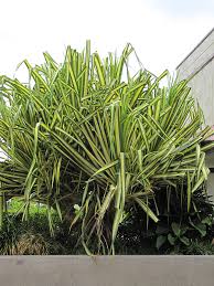Image result for Pandanus sp. B