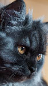 Pin On Animals
