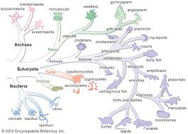 bacteria evolution of bacteria britannica