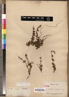 Image result for Dyschoriste albiflora