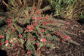 Image result for Hermannia glanduligera