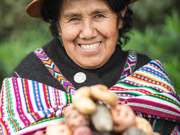 Climate-smart potatoes and sweet potatoes boost resilience in the tropics