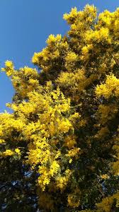 While they are one of the bolder blooms in a garden, these flowers are actually sentimental. Mimosa Tree Planting Pruning And Advice On Caring For Winter Mimosa