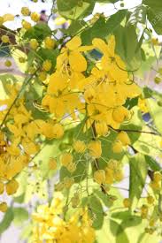 We did not find results for: Albero Fiori Gialli