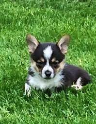 Cowboy corgi puppies for sale in washington, usa, page 1 (10 per page) puppyfinder.com is your source for finding an ideal cowboy corgi puppy for sale in washington, usa area. Cowboy Corgi Pets And Animals For Sale Washington