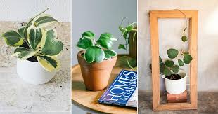 They can remain dry for quite a while and it will not phase them. Hoya Kerrii Care Indoors How To Grow Sweetheart Hoya