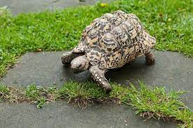 Die südafrikanische pantherschildkröte stigmochelys pardalis. Pantherschildkrote Geolino