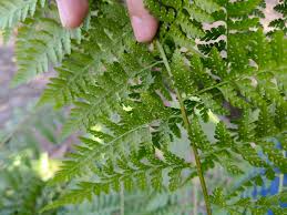 Image result for Microlepia speluncae