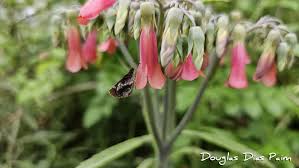 Image result for Secamone delagoensis