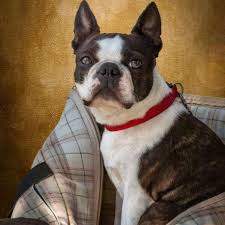 Image result for boston terrier