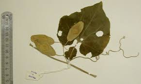 Image result for Cyclantheropsis parviflora